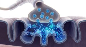 신경근 접합부에서 아세틸콜린 차단 기전을 보여주는 3D 의학 일러스트
